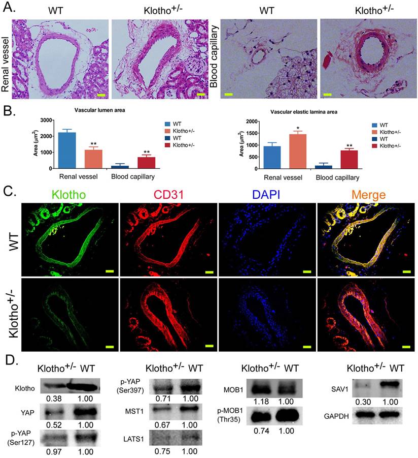 Int J Med Sci Image