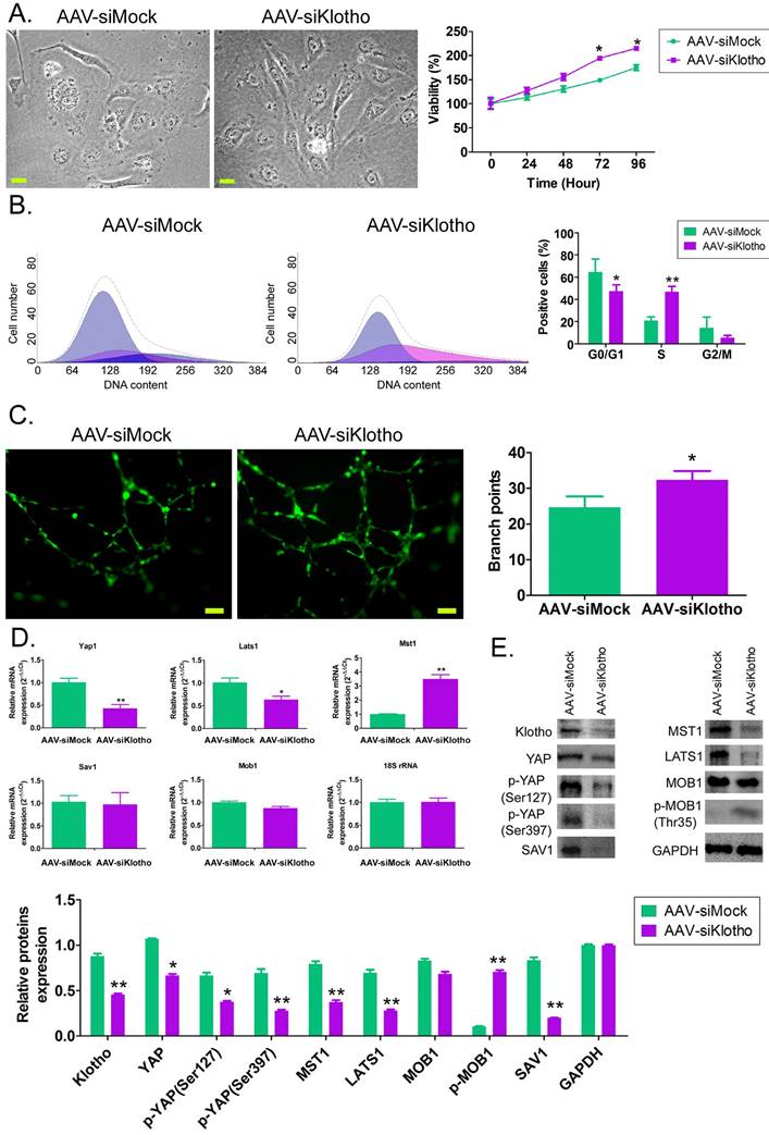 Int J Med Sci Image