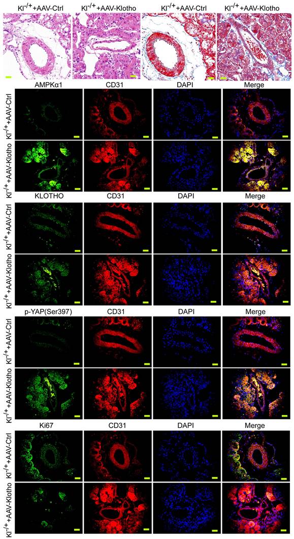 Int J Med Sci Image