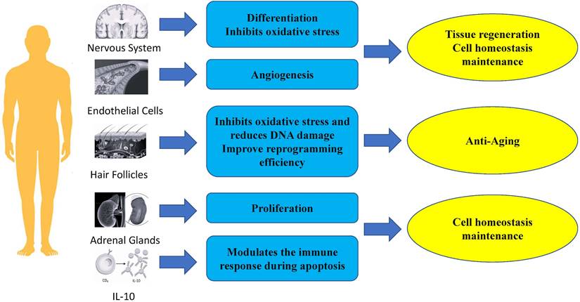 Int J Med Sci Image