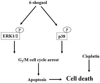 Int J Med Sci Image