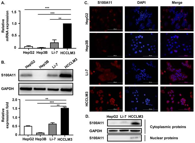 Int J Med Sci Image