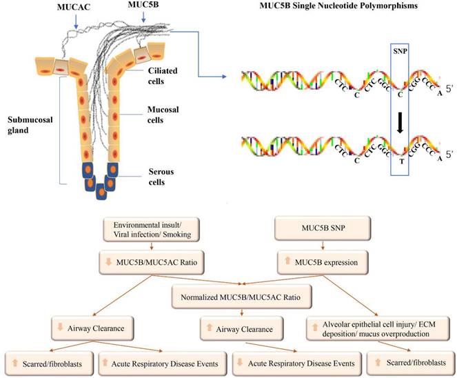 Int J Med Sci Image