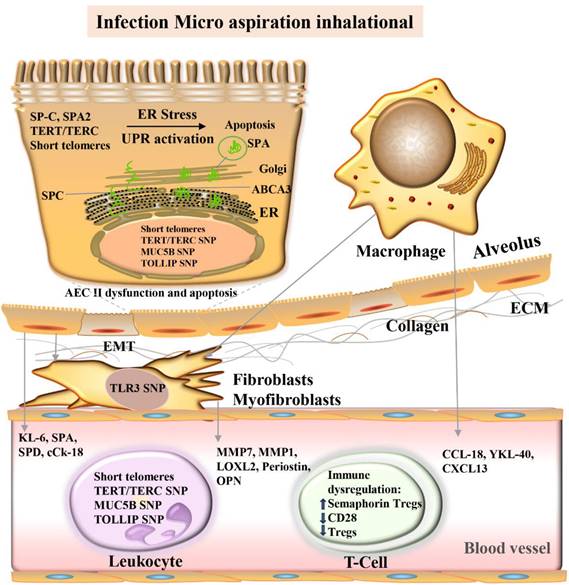 Int J Med Sci Image