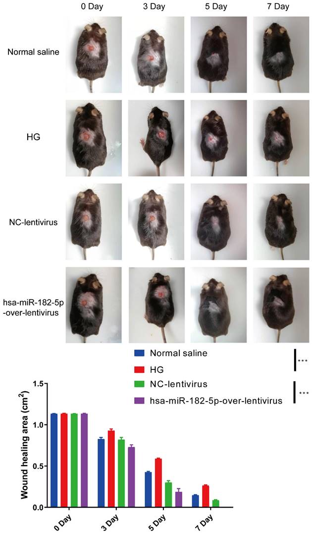 Int J Med Sci Image