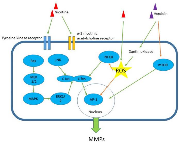 Int J Med Sci Image