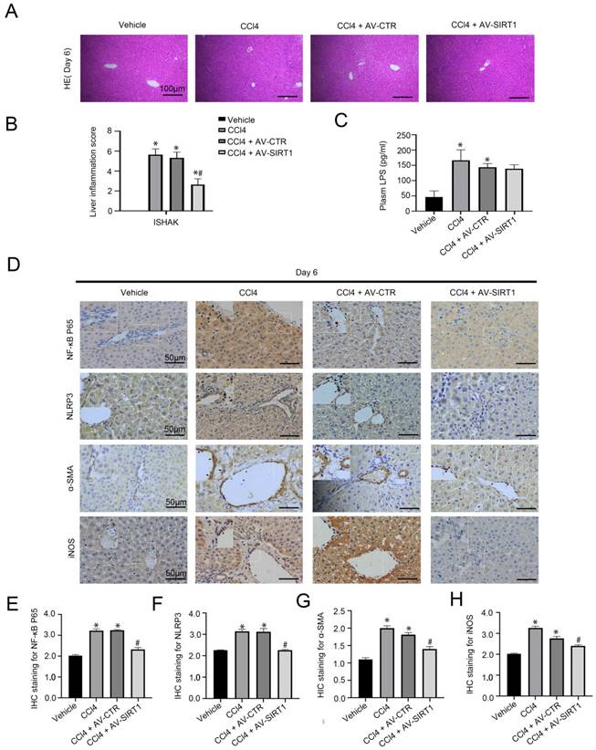 Int J Med Sci Image