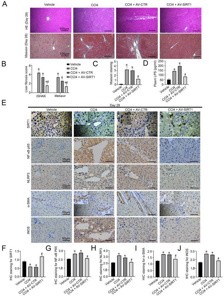 Int J Med Sci Image