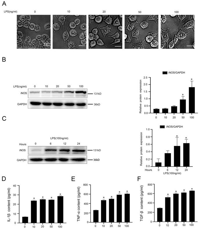 Int J Med Sci Image