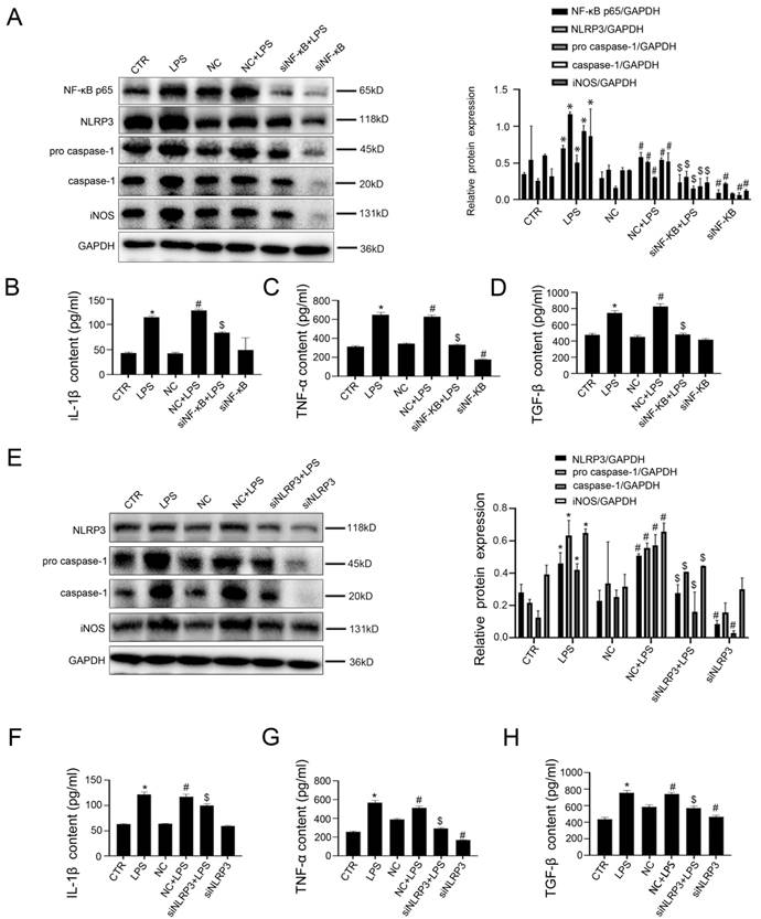 Int J Med Sci Image