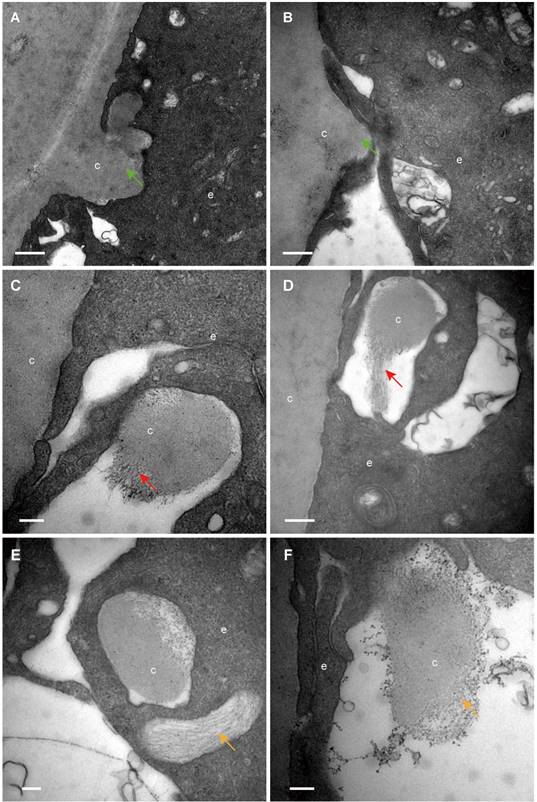 Int J Med Sci Image