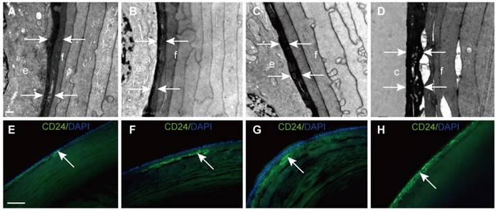 Int J Med Sci Image