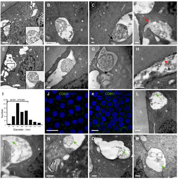 Int J Med Sci Image