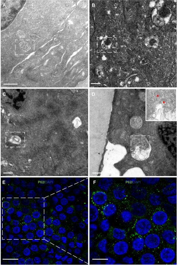 Int J Med Sci Image