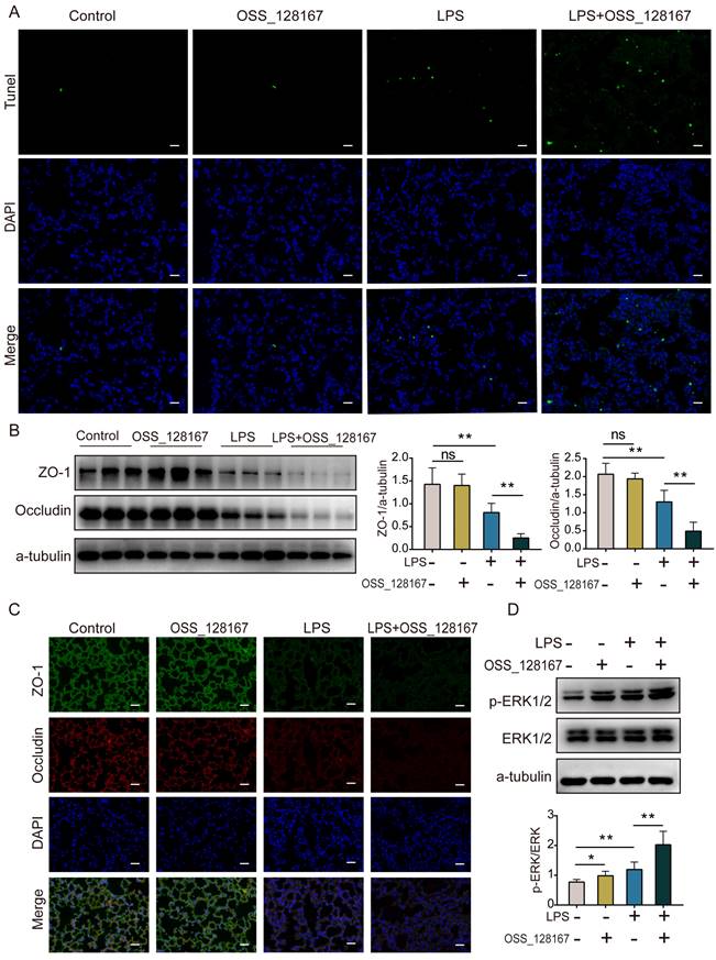 Int J Med Sci Image