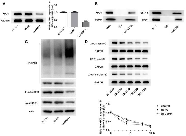 Int J Med Sci Image