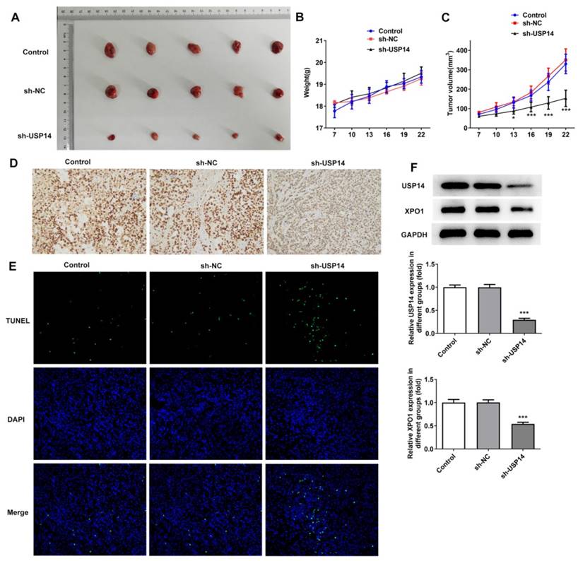 Int J Med Sci Image