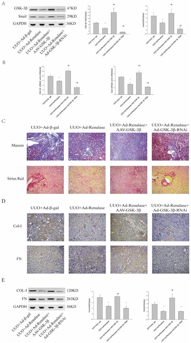 Int J Med Sci Image
