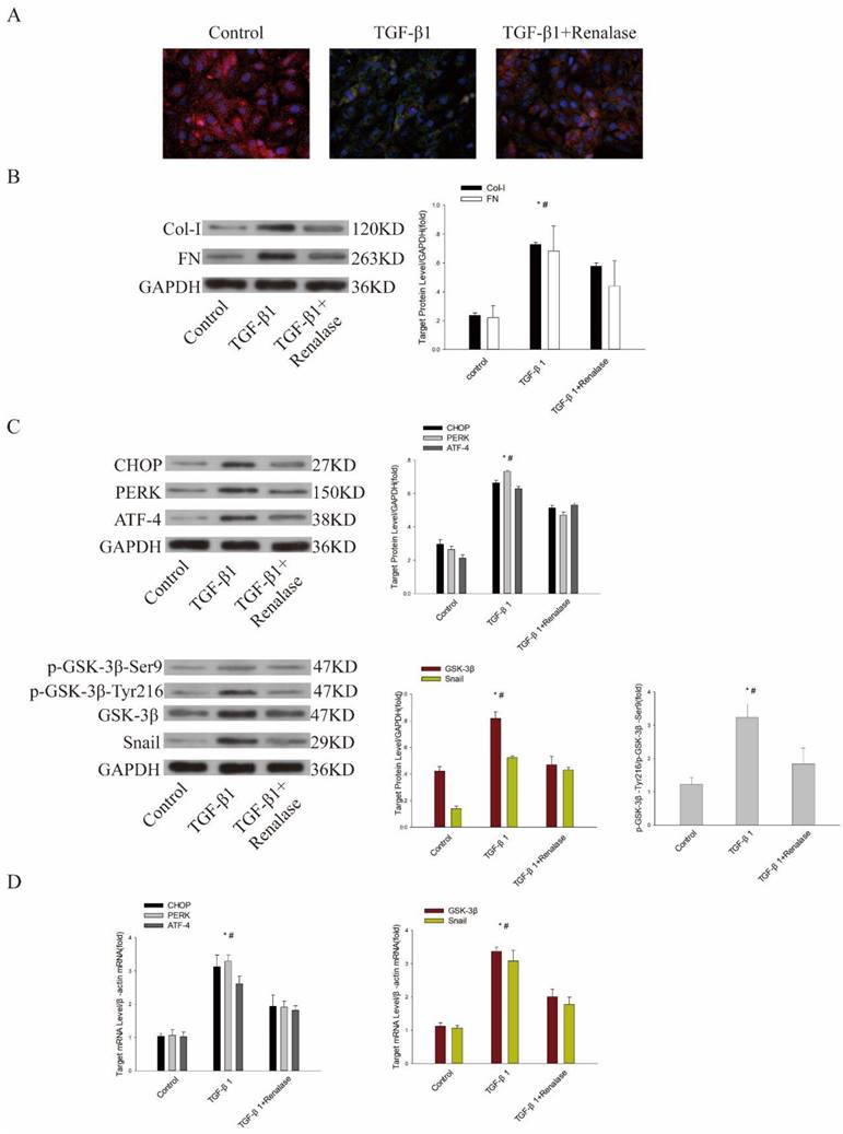 Int J Med Sci Image