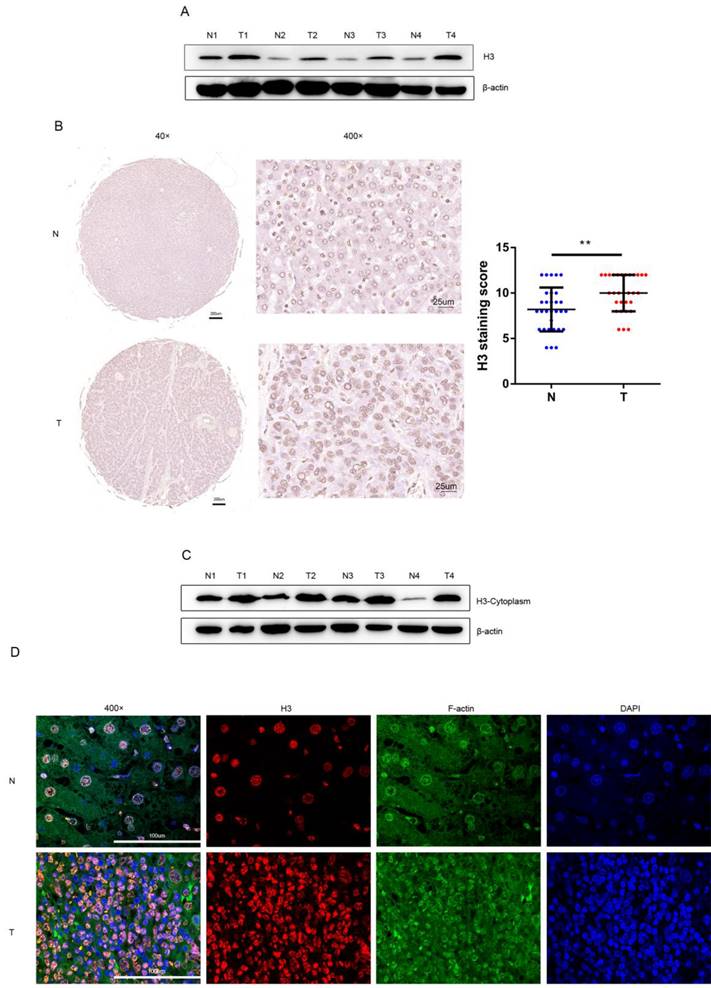 Int J Med Sci Image