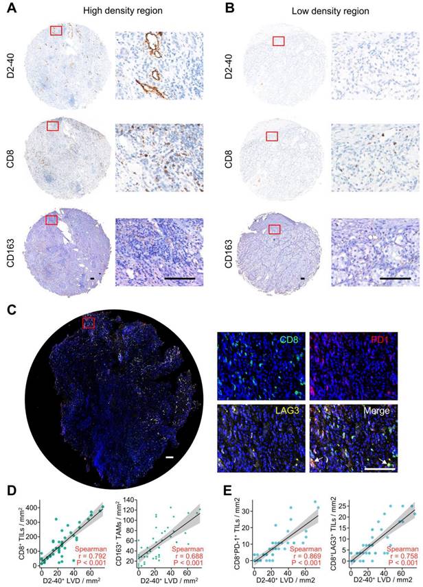 Int J Med Sci Image