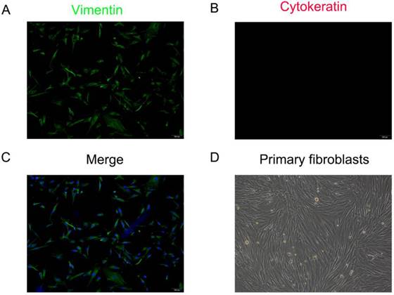 Int J Med Sci Image