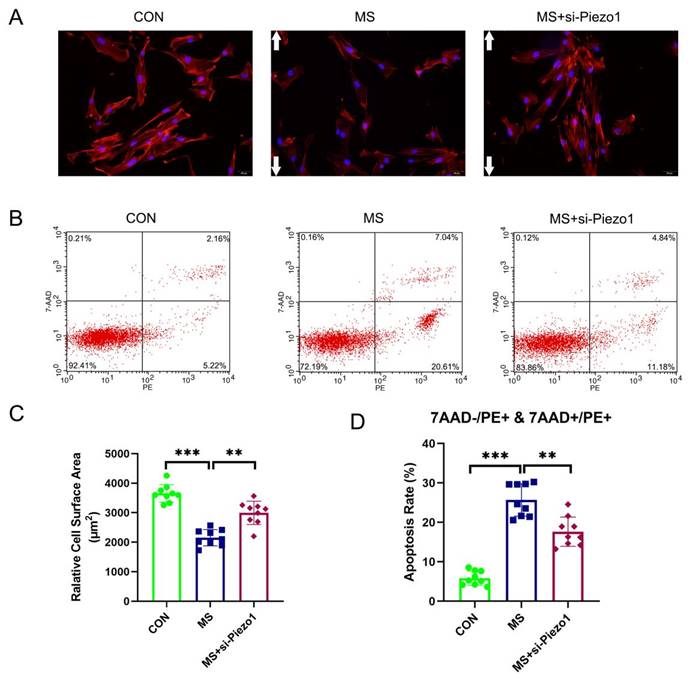 Int J Med Sci Image