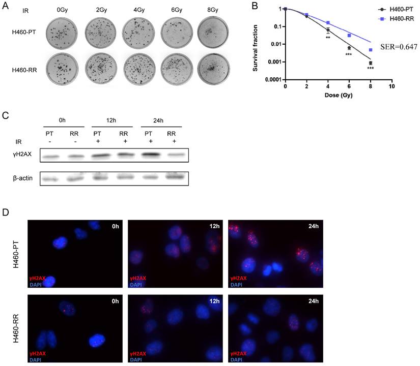 Int J Med Sci Image