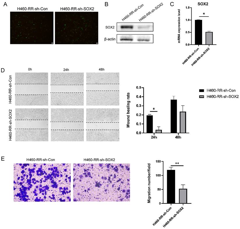 Int J Med Sci Image