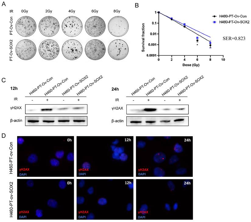 Int J Med Sci Image