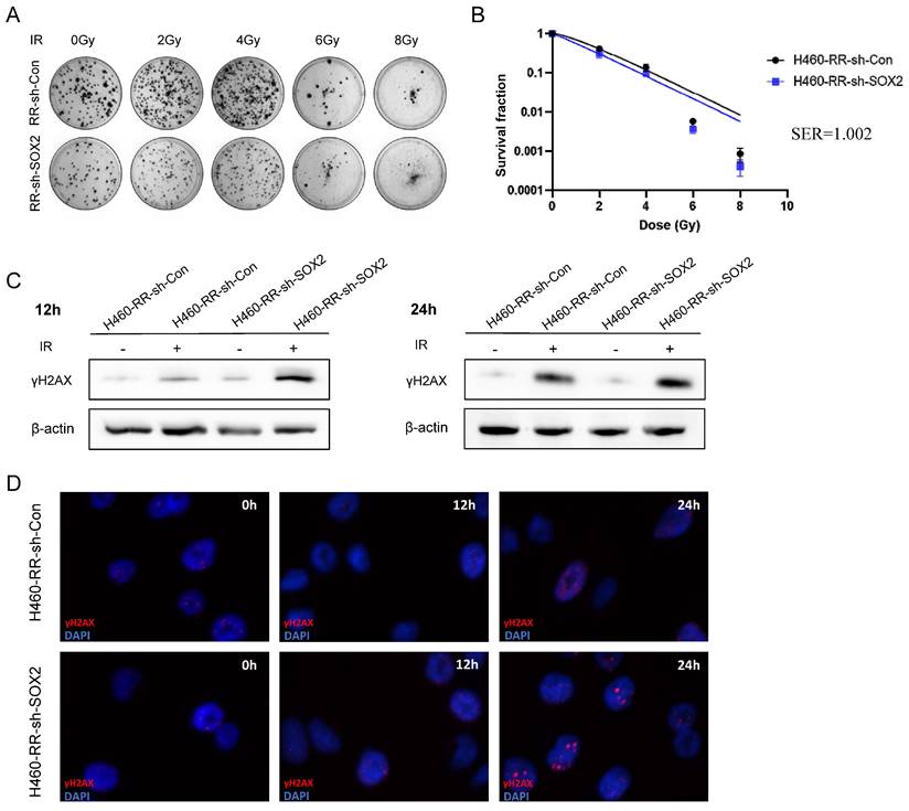 Int J Med Sci Image