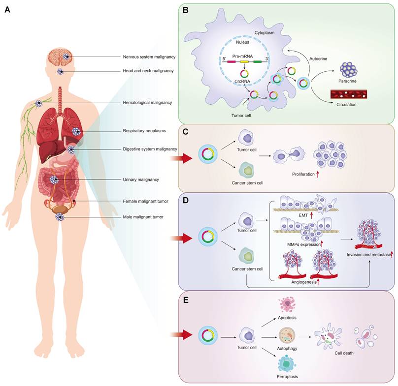 Int J Med Sci Image