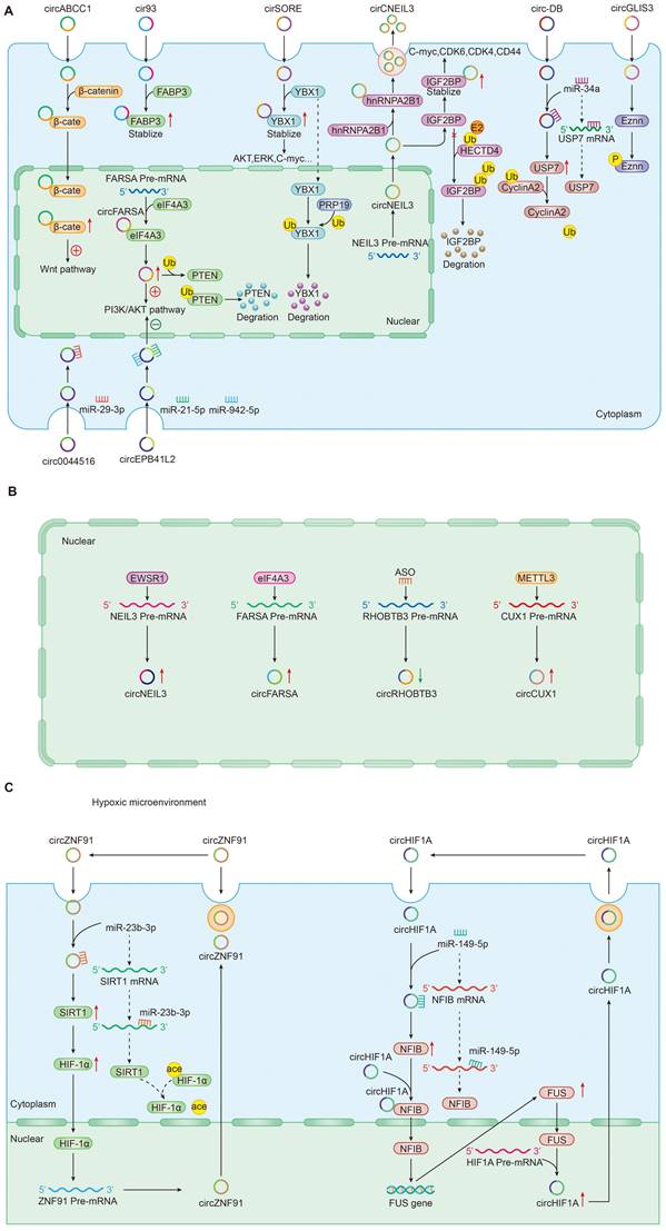 Int J Med Sci Image