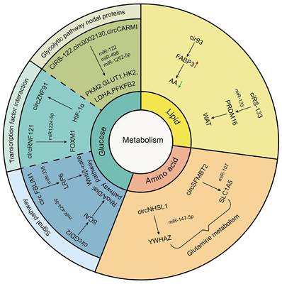 Int J Med Sci Image