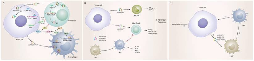 Int J Med Sci Image