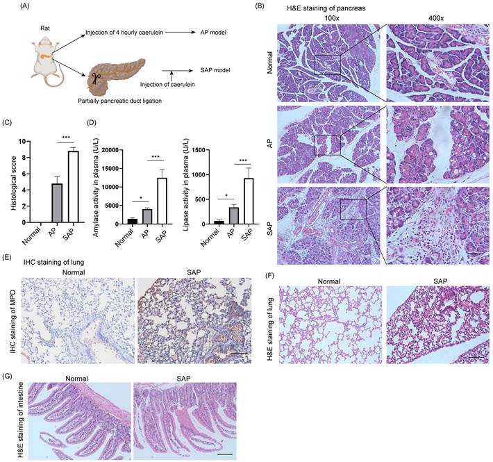 Int J Med Sci Image