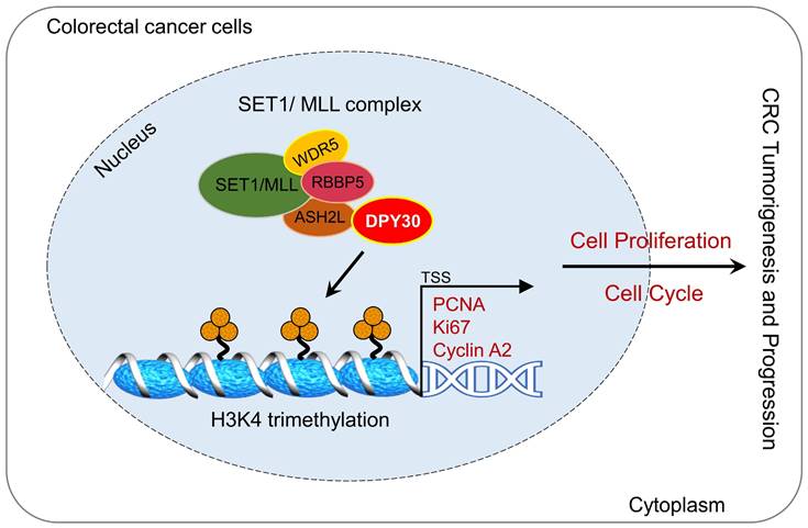 Int J Med Sci Image