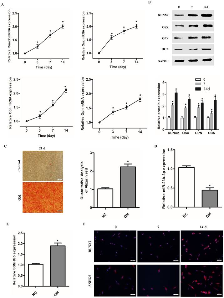 Int J Med Sci Image