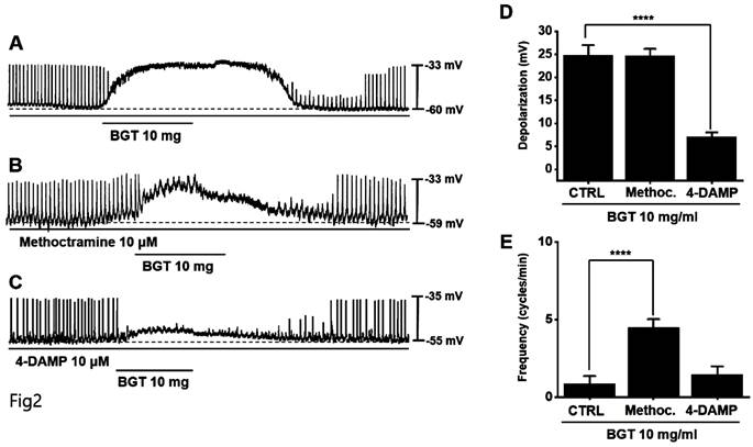 Int J Med Sci Image