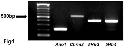 Int J Med Sci Image