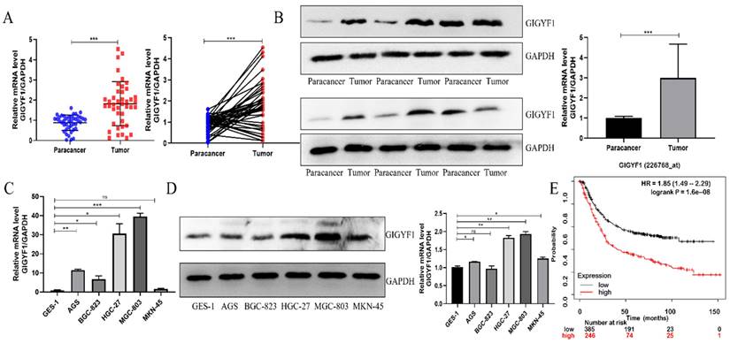 Int J Med Sci Image