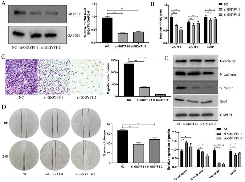 Int J Med Sci Image