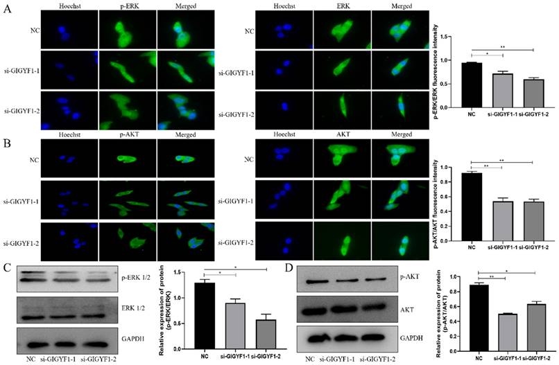 Int J Med Sci Image