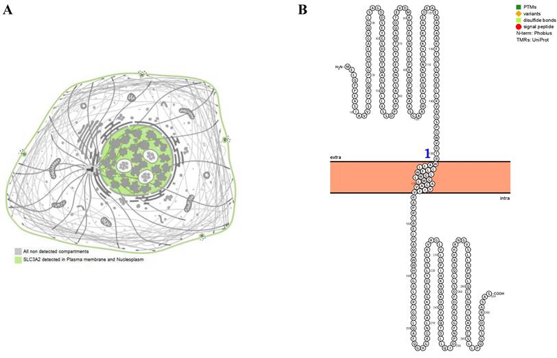 Int J Med Sci Image