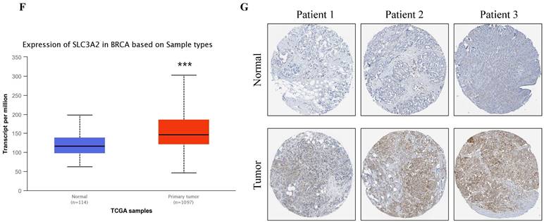 Int J Med Sci Image