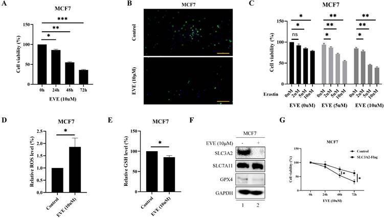 Int J Med Sci Image