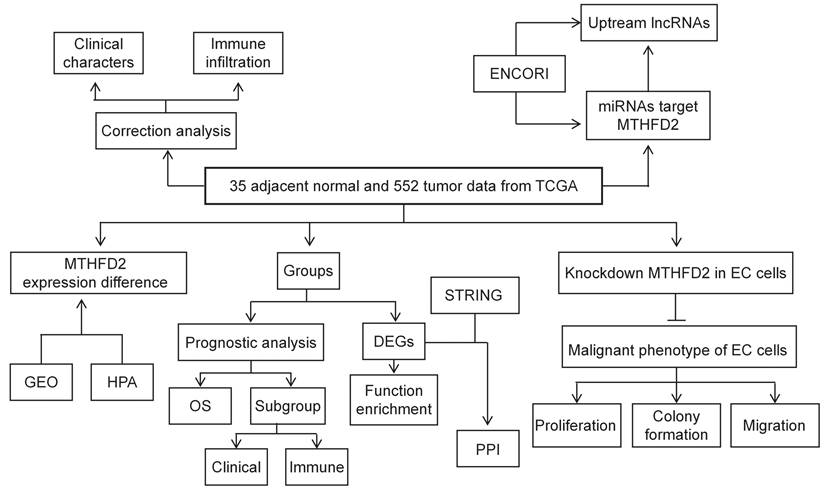 Int J Med Sci Image