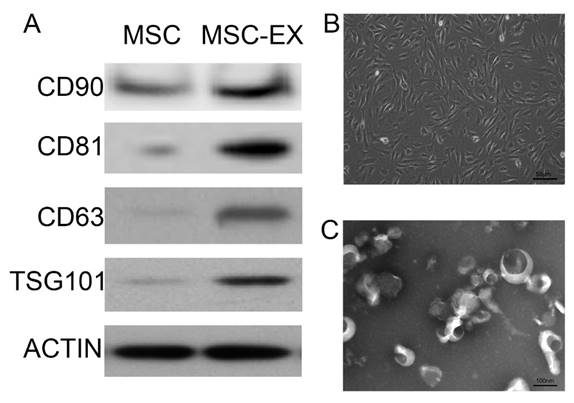 Int J Med Sci Image