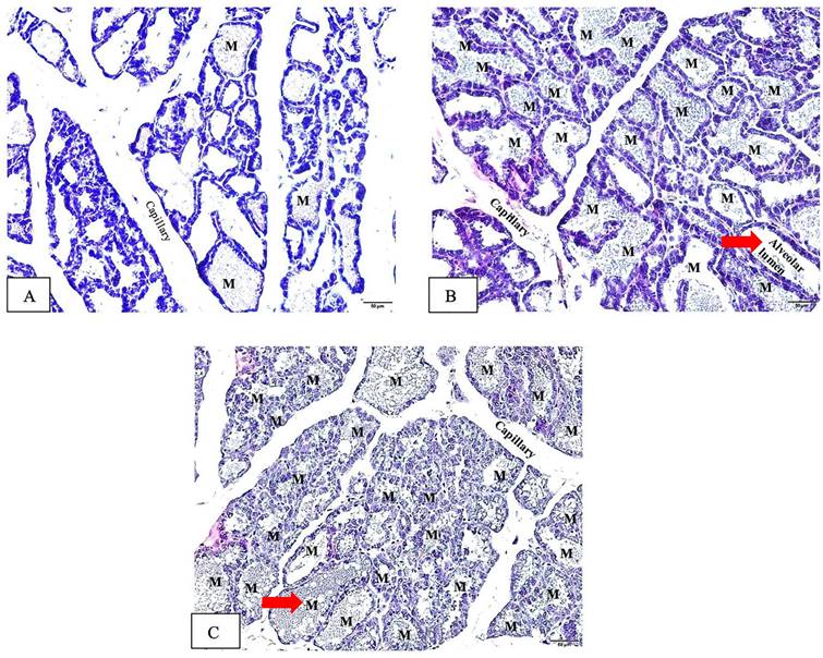 Int J Med Sci Image