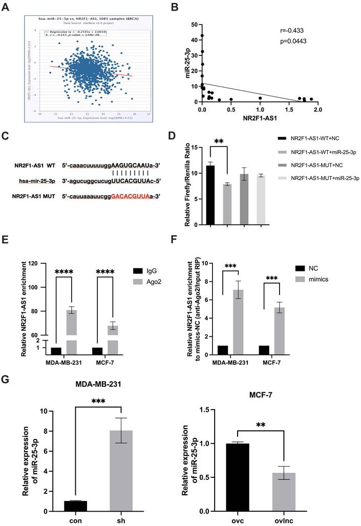 Int J Med Sci Image